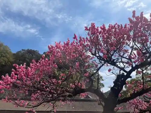 太宰府天満宮(福岡県)