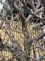 白山神社(新潟県)