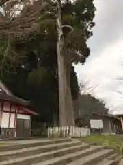 照日神社の自然