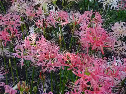 横浜　西方寺の自然