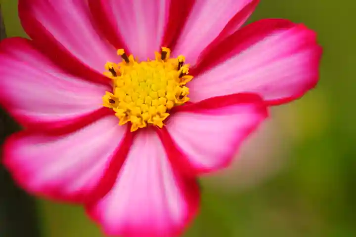 般若寺 ❁コスモス寺❁(奈良県)