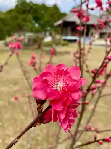 高平山遍照寺の自然