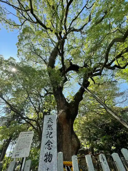 大分八幡宮の自然