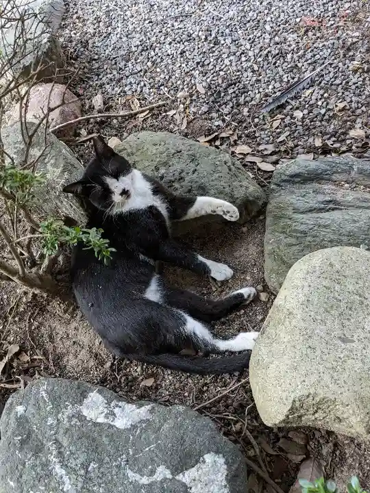 八幡社(柏井町)の動物