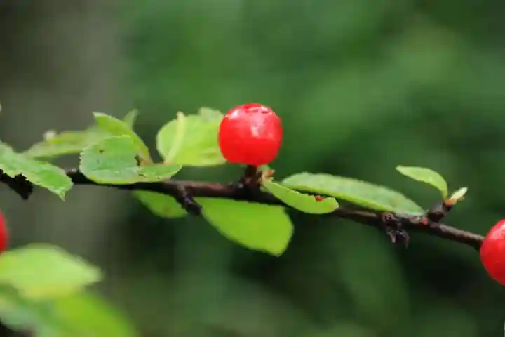 阿久津「田村神社」(郡山市阿久津町)旧社名:伊豆箱根三嶋三社の庭園