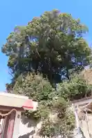 照日神社の自然