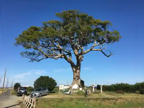 大木神社跡地の自然
