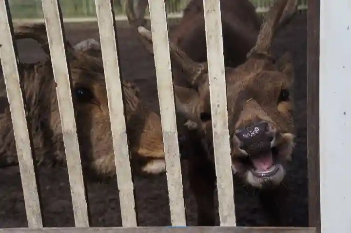 相州春日神社(神奈川県)