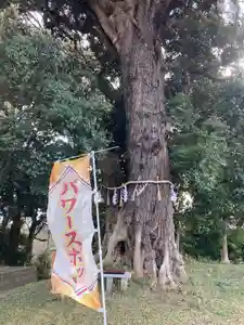 蓮久寺の自然(2021年12月31日(金) 14時54分26秒投稿)