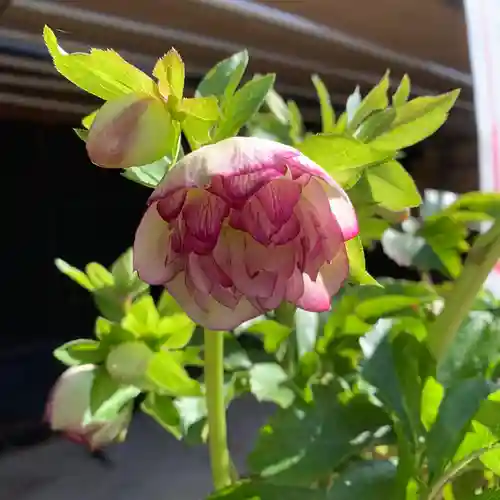 豊景神社の自然