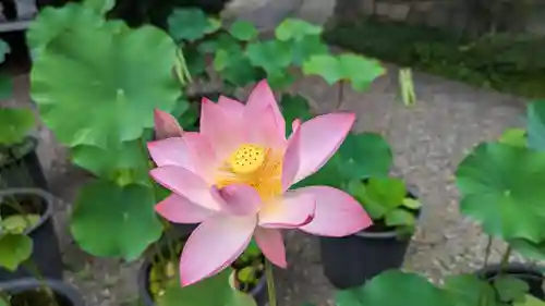 行願寺（革堂）(京都府)