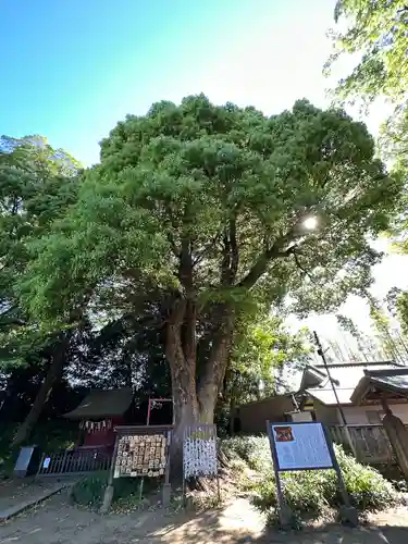三芳野神社の自然