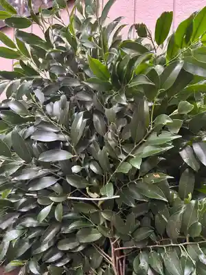 坪沼八幡神社(宮城県)