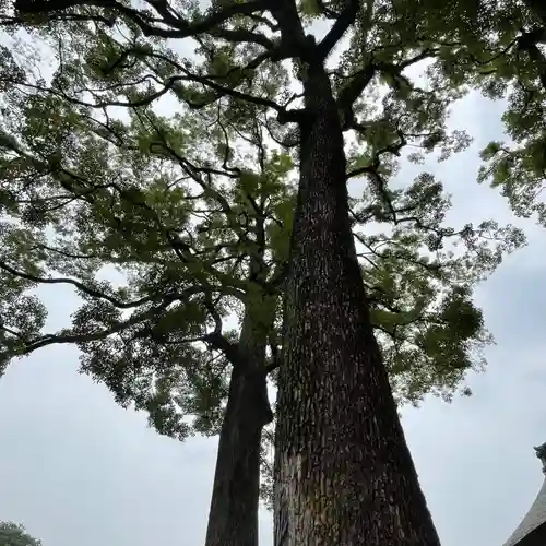 武蔵一宮氷川神社の自然