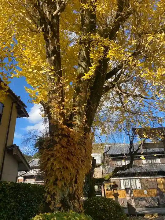 大斎原(熊野本宮大社旧社地)(和歌山県)