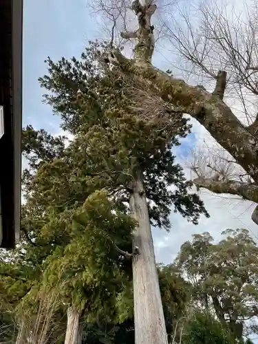 日枝神社の自然