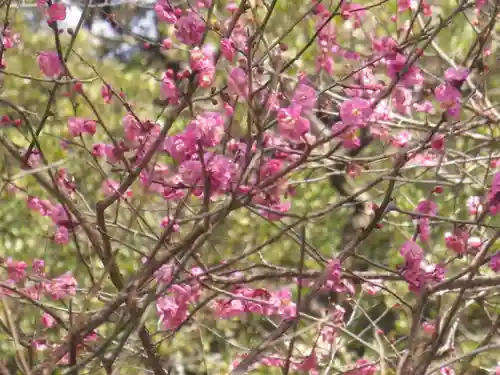 荏柄天神社の自然