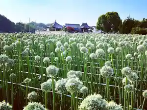 真言宗 善通寺派 薬王寺(香川県)(2023年06月02日(金) 00時59分21秒投稿)