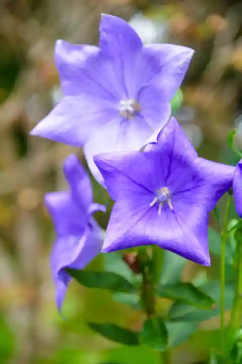 尻岸内八幡神社の自然