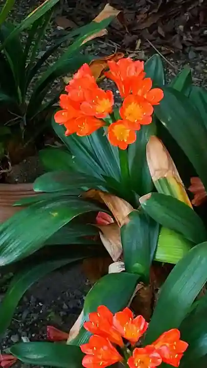 蔵前神社(東京都)