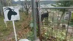 賀茂別雷神社の動物