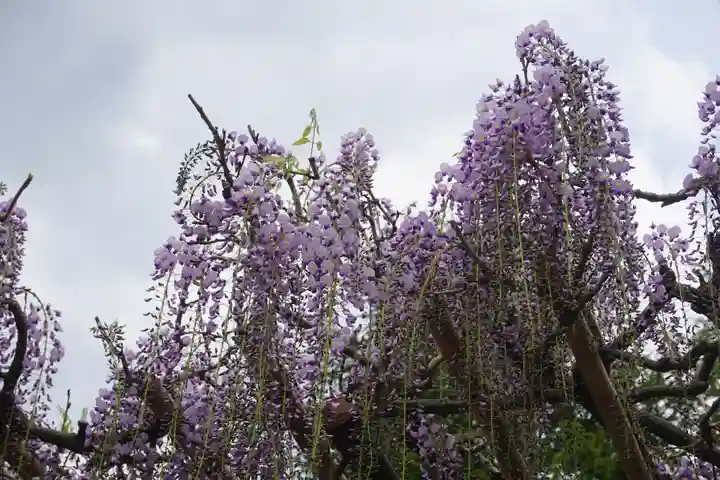 笠間稲荷神社の自然