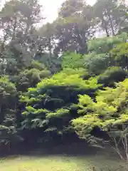 若王子神社の自然