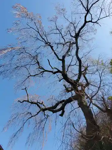 田村大元神社の自然