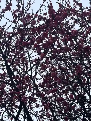 亀戸天神社(東京都)