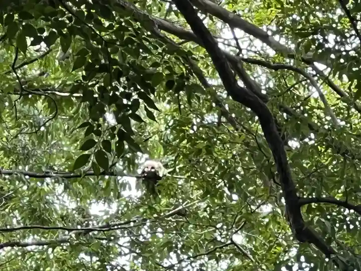 野木神社(栃木県)