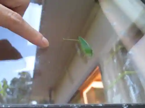 屋久島大社の動物