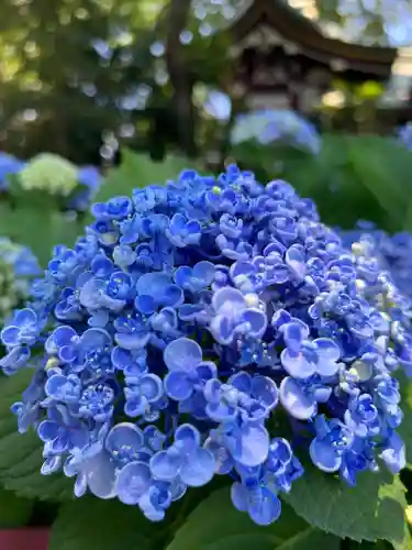 川越八幡宮(埼玉県)