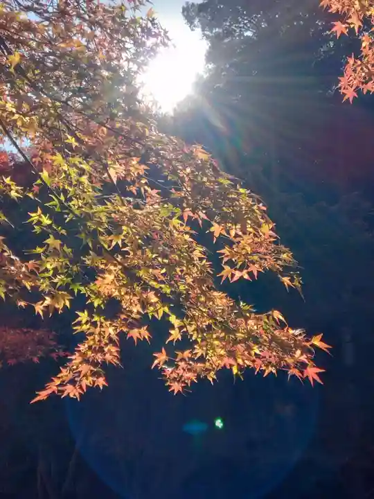 明月院(神奈川県)