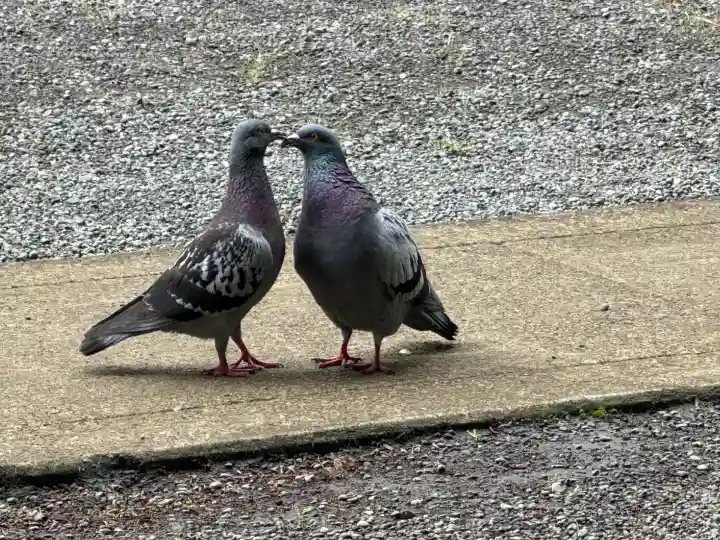 鶴嶺八幡宮(神奈川県)