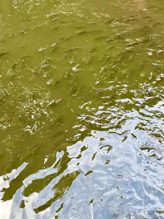 金剛證寺の動物