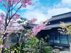 四季桜の寺 妙乗院の自然