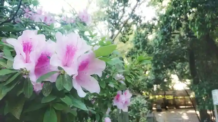 尾張大國霊神社(国府宮)の自然