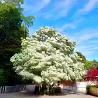 沙沙貴神社の楼門