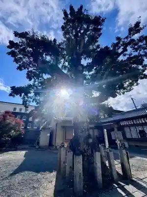 金札宮の{uncategorized: "未分類", other: "その他", undefined: "問題あり", building: "その他建物", grave: "お墓", sacred_gate: "鳥居", guardian: "狛犬", statue: "像", buddha: "仏像", history: "歴史", nature: "自然", garden: "庭園", animal: "動物", pagoda: "塔", temizu: "手水舎", mountain_gate: "山門・神門", sanctuary: "本殿・本堂", subordinate: "末社・摂社", art: "芸術", scenery: "景色", jizo: "地蔵", ema: "絵馬", goshuin: "御朱印", omikuji: "おみくじ", items: "授与品その他", amulet: "お守り", goshuincho: "御朱印帳", eats: "食事", festival: "お祭り", votive_dance: "神楽", shichigosan: "七五三参", wedding: "結婚式", experience: "体験その他", initially: "初詣", around: "周辺", anti_infection: "感染症対策"}