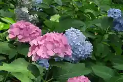 藤森神社の自然