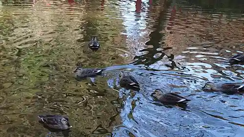 間々田八幡宮の動物