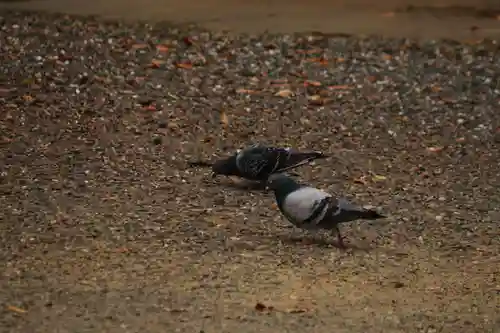 阿邪訶根神社の動物