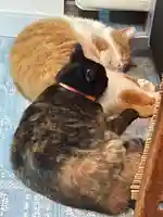 五十稲荷神社(栄寿稲荷神社)の動物