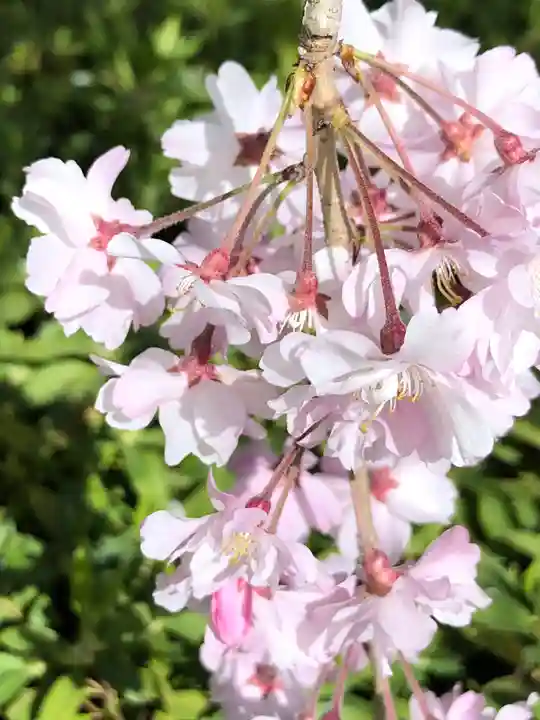 東寺(教王護国寺)の自然