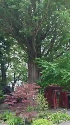 秩父神社(埼玉県)