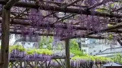 亀戸天神社(東京都)