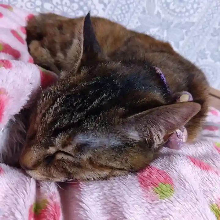 天王山 安楽寺(福井県)