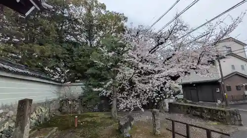 隨心院（随心院）(京都府)