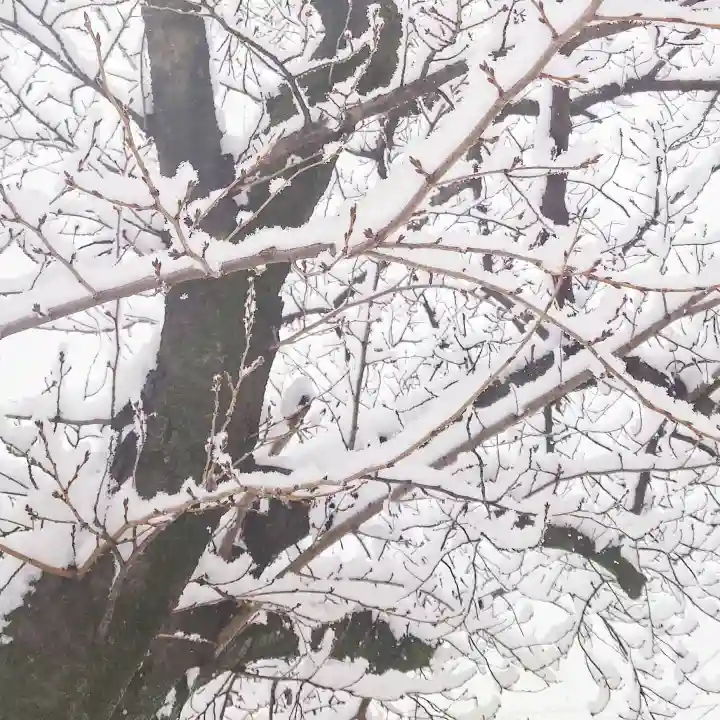 尾張大國霊神社(国府宮)の自然