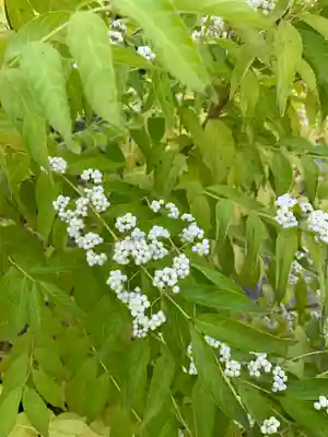 安楽院薬師寺(福島県)